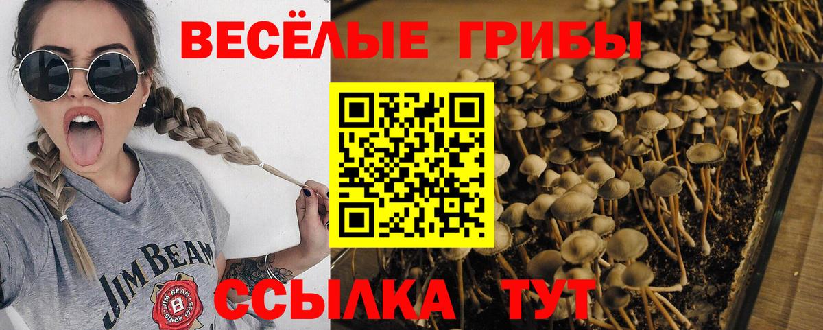 Петровск  Галлюциногенные грибы прущие грибы  Вход с VPN 